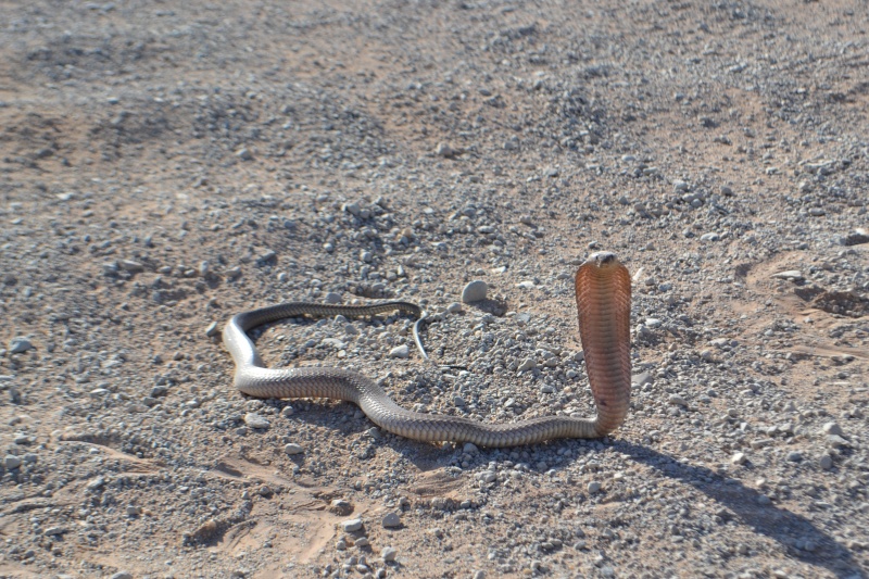 Petite rencontre lors de mon voyage en Namibie Dsc_0912