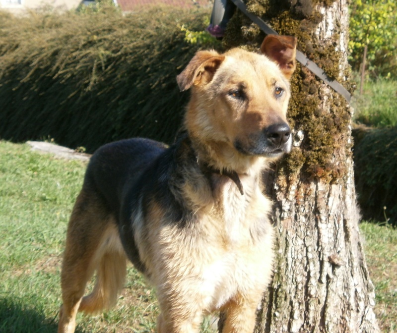 CATIA, croisée BA x Husky, âgée de 8 ans P8220210