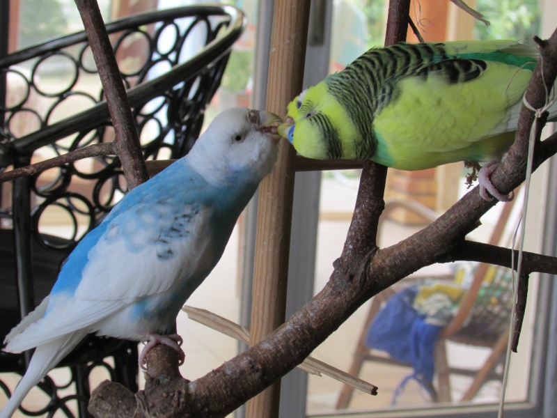 frisquette malade Img_4710