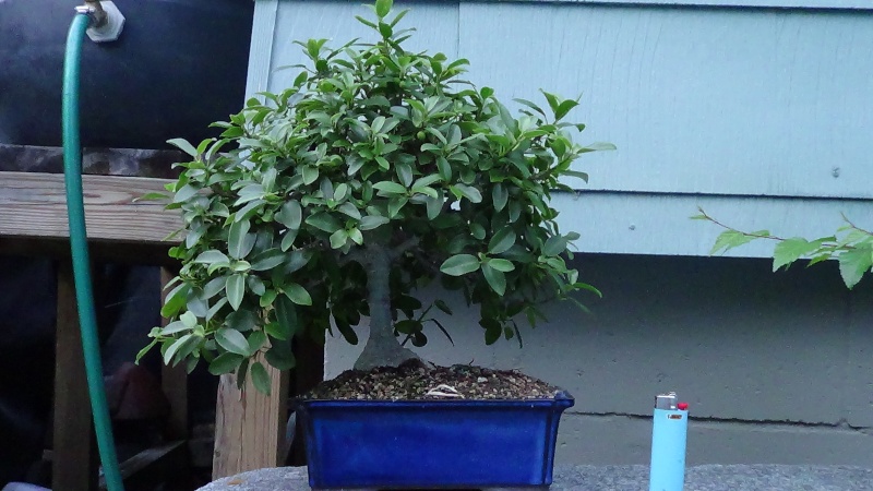 Get wobbly in yo' backyard? - Page 2