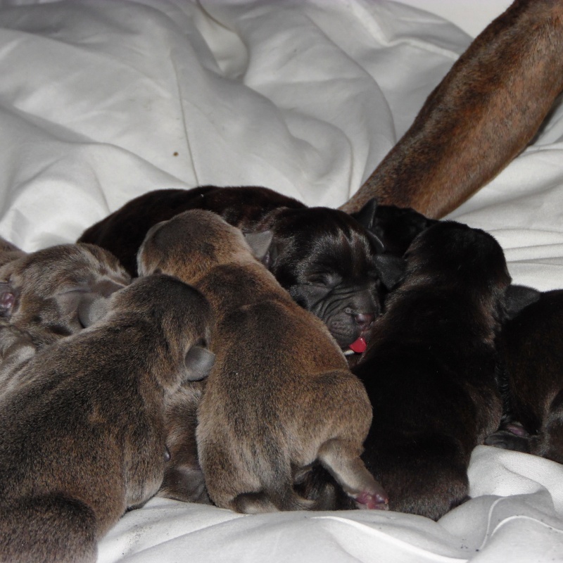 Puppies 4 days old  Img_2012