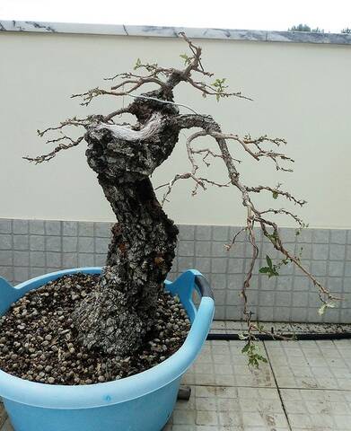 Portuguese Oak (Quercus Faginea)