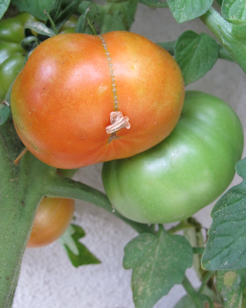 Tomato Tuesday 2015 - Page 9 Img_1519