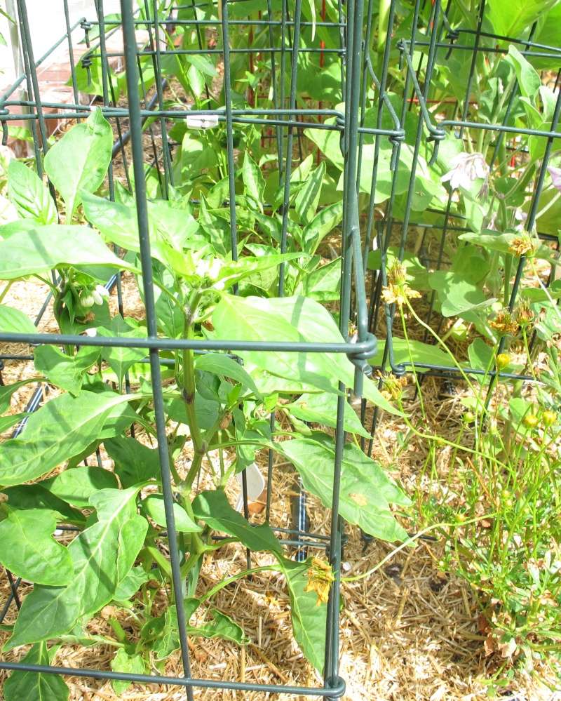 MomVet - My first Square Foot Garden - Page 2 Img_1533