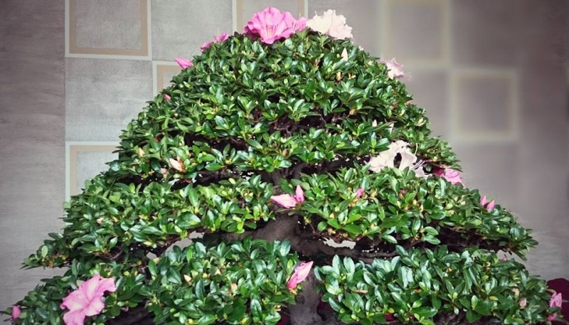 principessa " EVELYN " azalea var. gyoten 10983310
