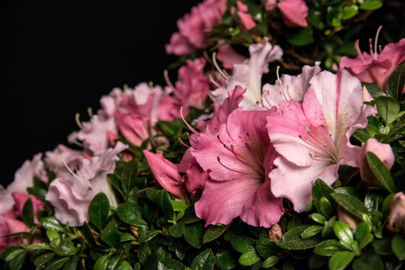 principessa " EVELYN " azalea var. gyoten Web_410