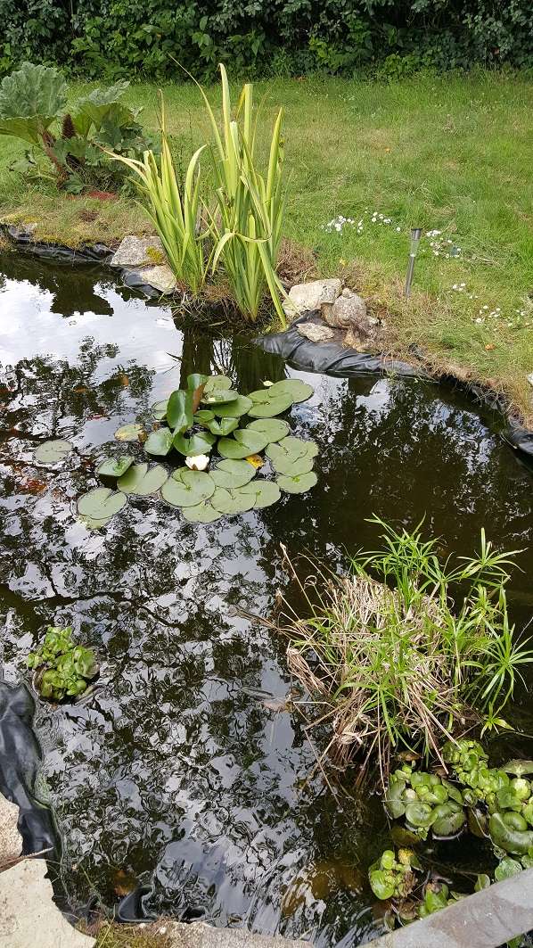 photos bassin de jardin 5 juin 2015 20150617