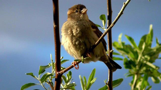 Moineau domestique Moinea10