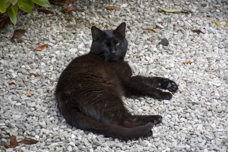 Charly, beau chat noir né vers 2010 Dsc_1410