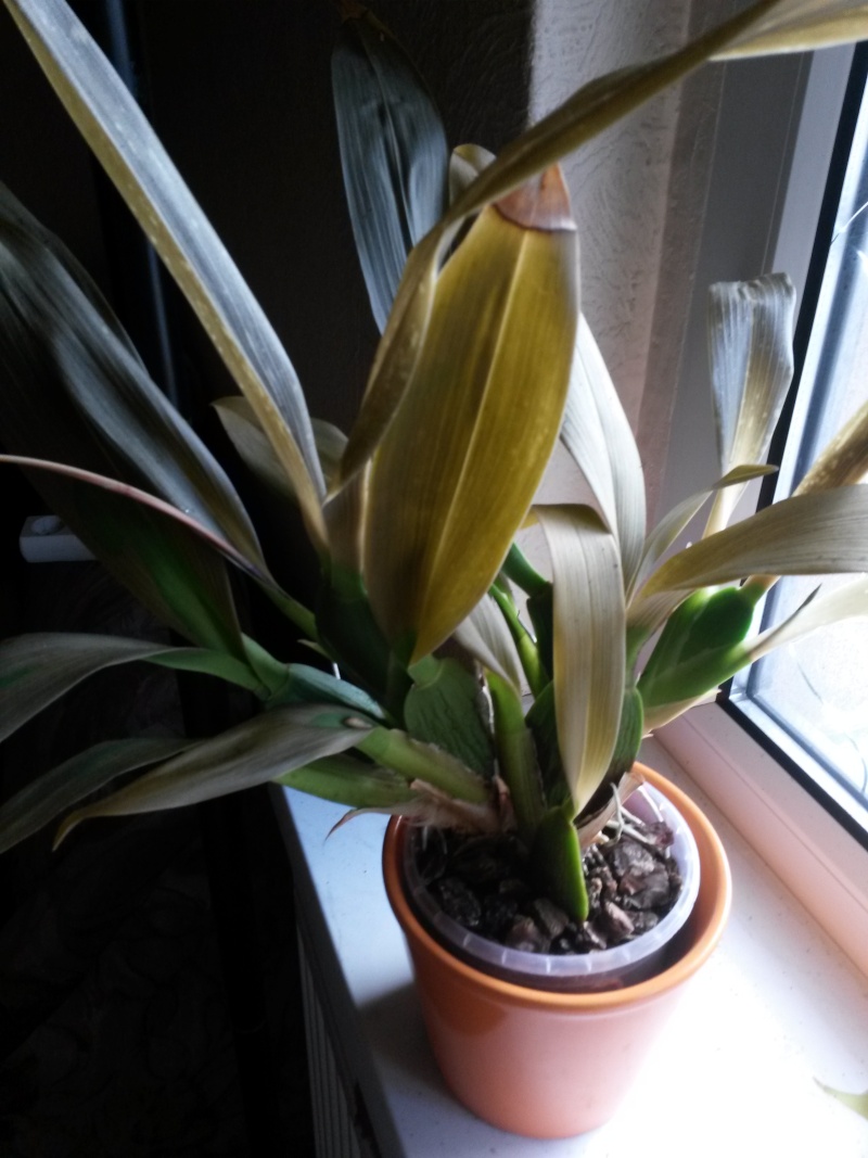 Orchideen mit Hitzeschaden durch Balkonbrand. 20150812