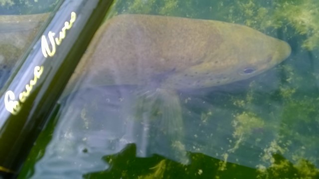 pêche - Pêche toc sur la basse rivière d'Ain Basse_10