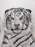 dessin tigre blanc