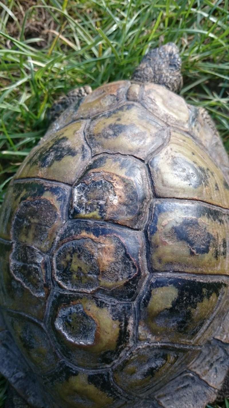 Identification tortue trouvée Dsc_1210