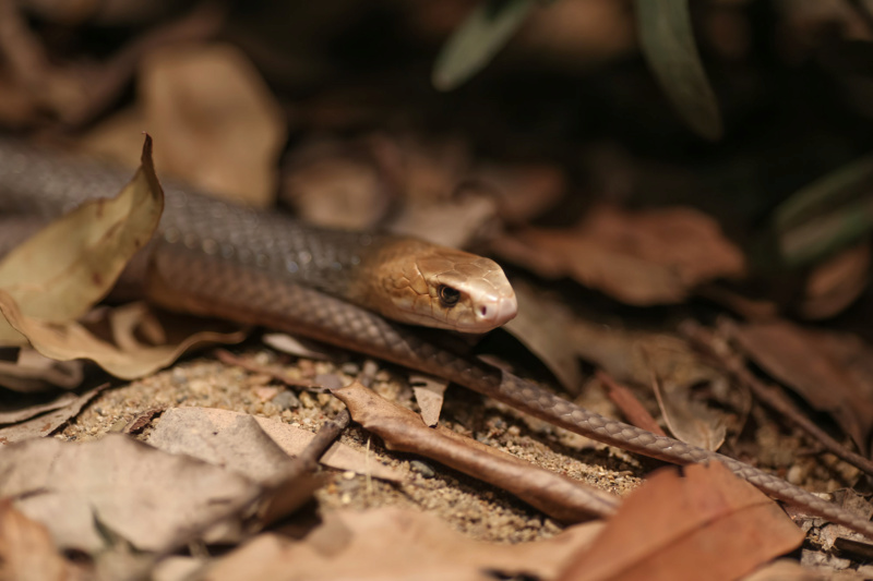 Things that Sting in the NSW Goldfields... (PICS) Coasta10