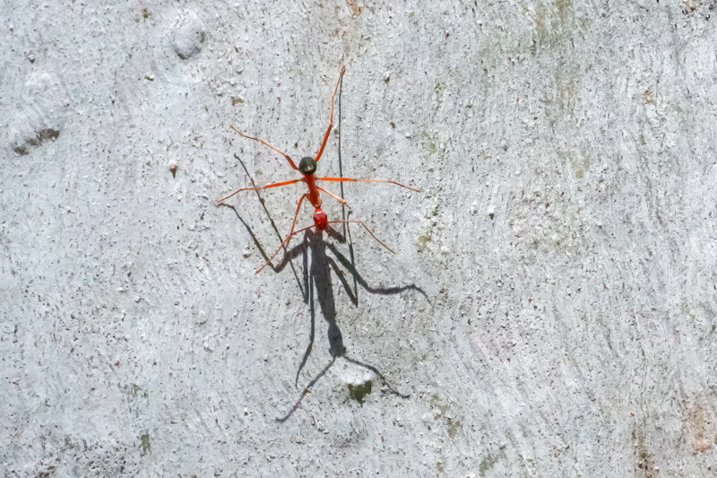 Things that Sting in the NSW Goldfields... (PICS) Img_0613