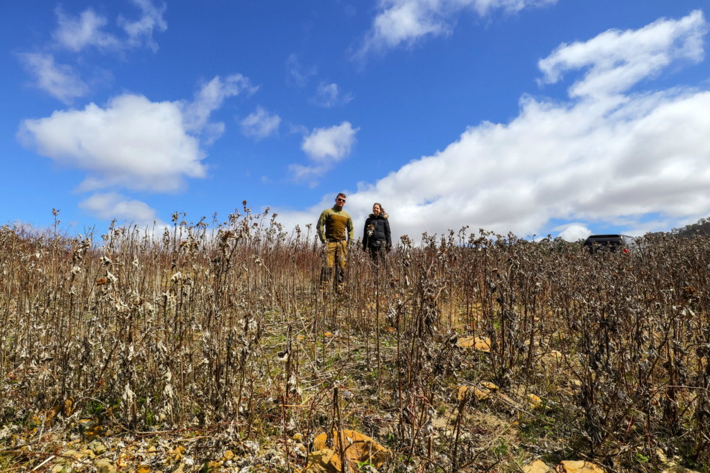 GOLD - Bathurst / Sturart Town / Glow-Worms venture (PICS) - Sept 2019 Img_3414