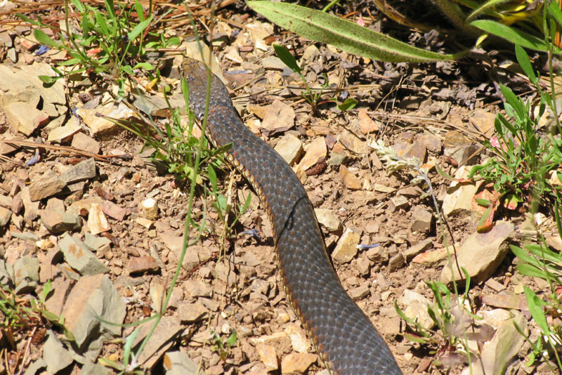 Things that Sting in the NSW Goldfields... (PICS) Img_5112