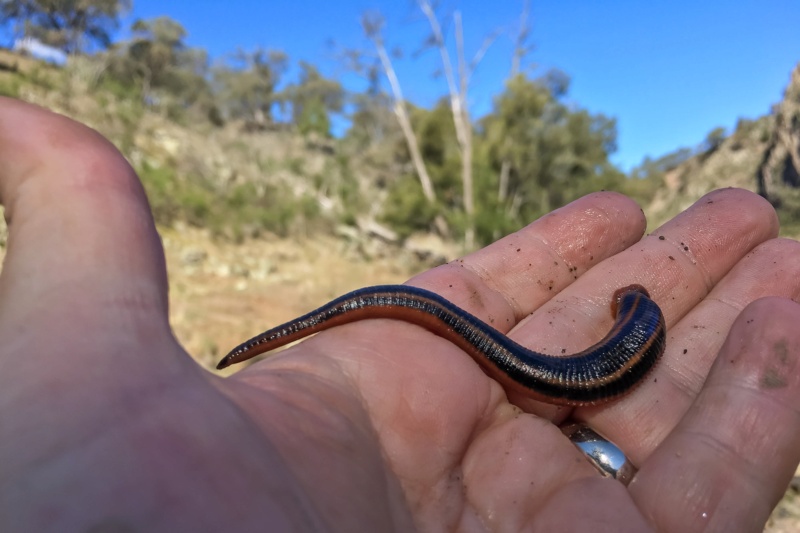 Things that Sting in the NSW Goldfields... (PICS) Img_5214