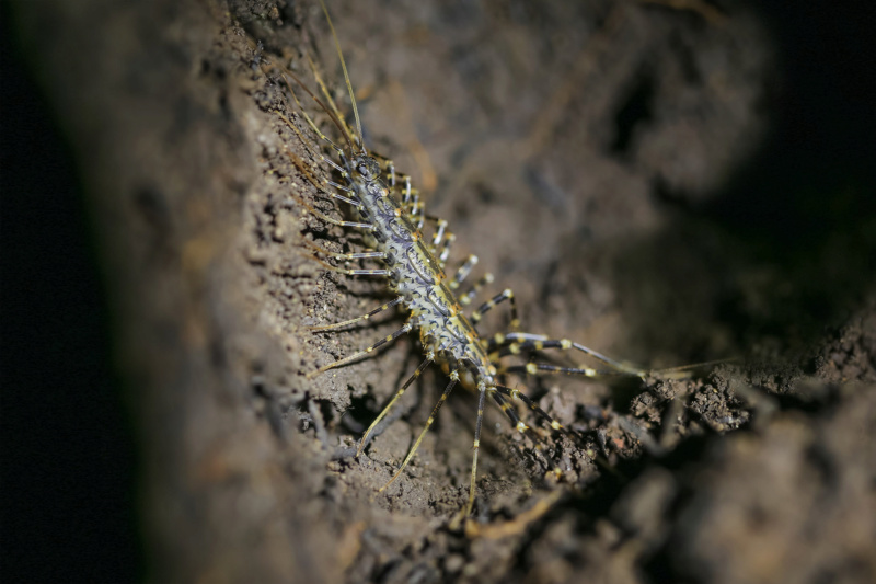 Things that Sting in the NSW Goldfields... (PICS) Img_8214