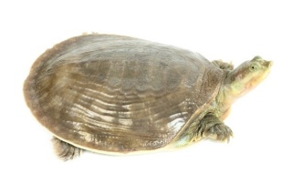 Les races de tortues Aquatique vendues en France et réglementées. Cycsen12