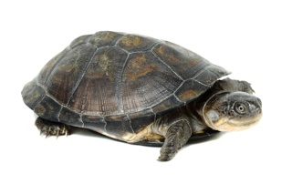 Les races de tortues Aquatique vendues en France et réglementées. Pelcas11