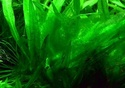 Les algues en aquarium d'eau douce L_algu10