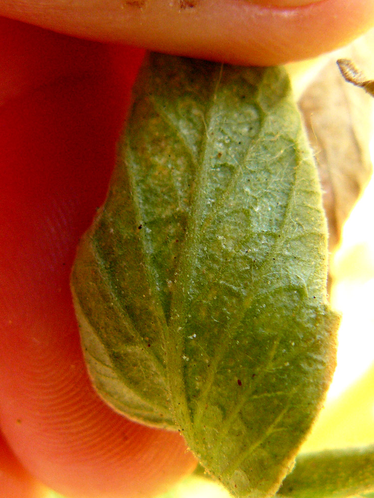 Spider mites on tomato leaves Spider19