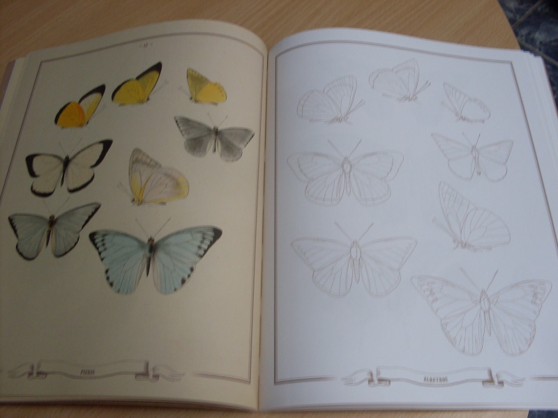 Merveilles de la nature à colorier - Les Papillons - éd. FLEURUS Sdc11213