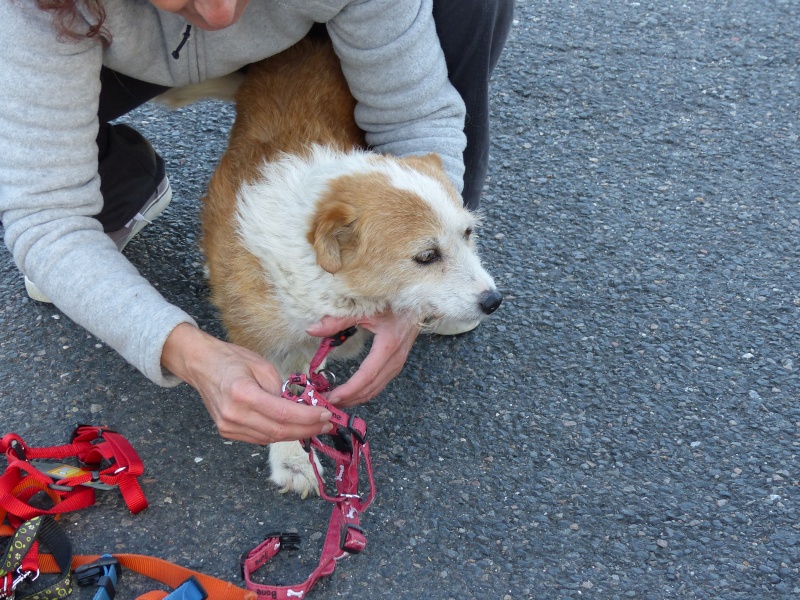 ARRIVEE DES CHIENS D ORASTIE - RAPATRIEMENT CAMION DU 16 AOUT 2015 - Page 6 P1020018