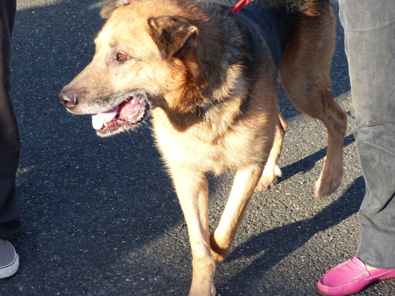 ARRIVEE DES CHIENS D ORASTIE - RAPATRIEMENT CAMION DU 16 AOUT 2015 - Page 6 P1020024