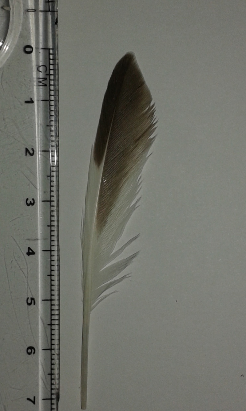 Petite plume trouvé sur une plage (Loire Atlantique) 20150710