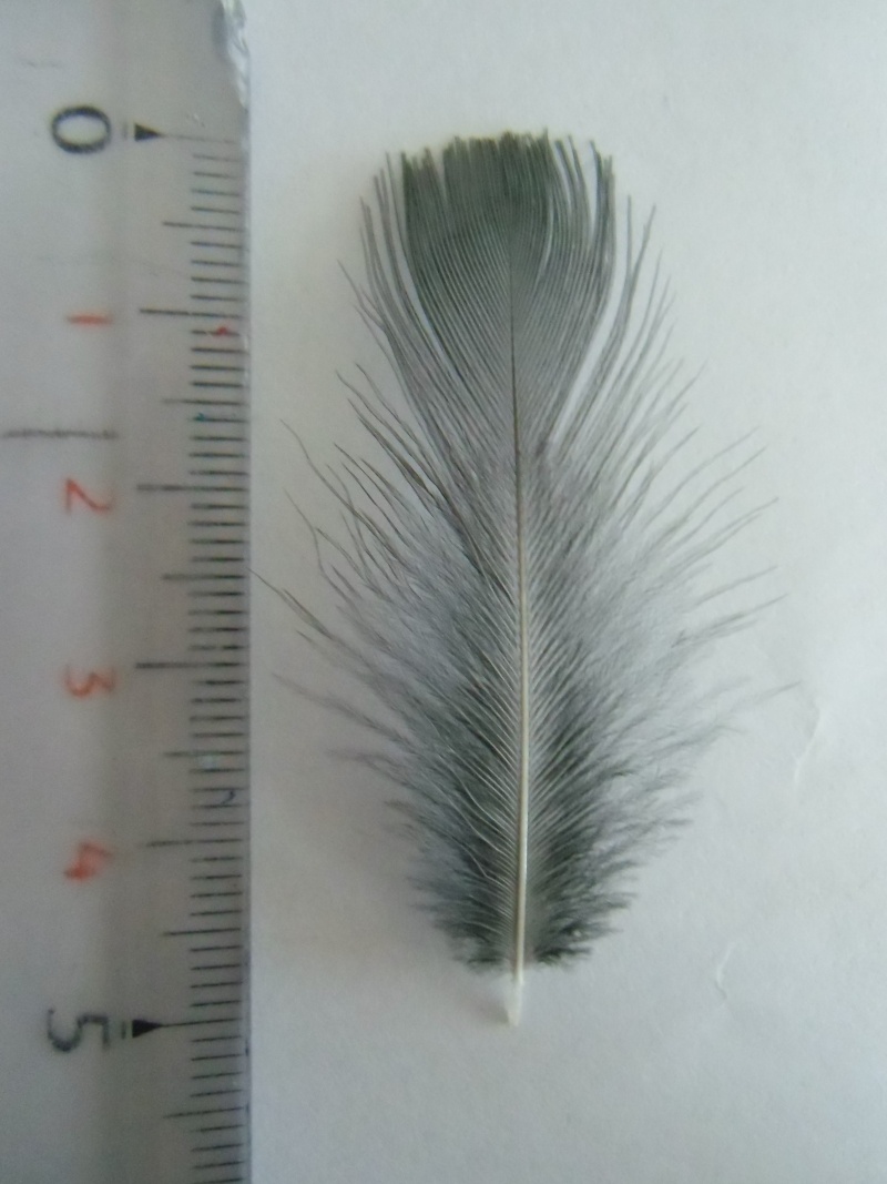petite plume d'un parc Cimg1321