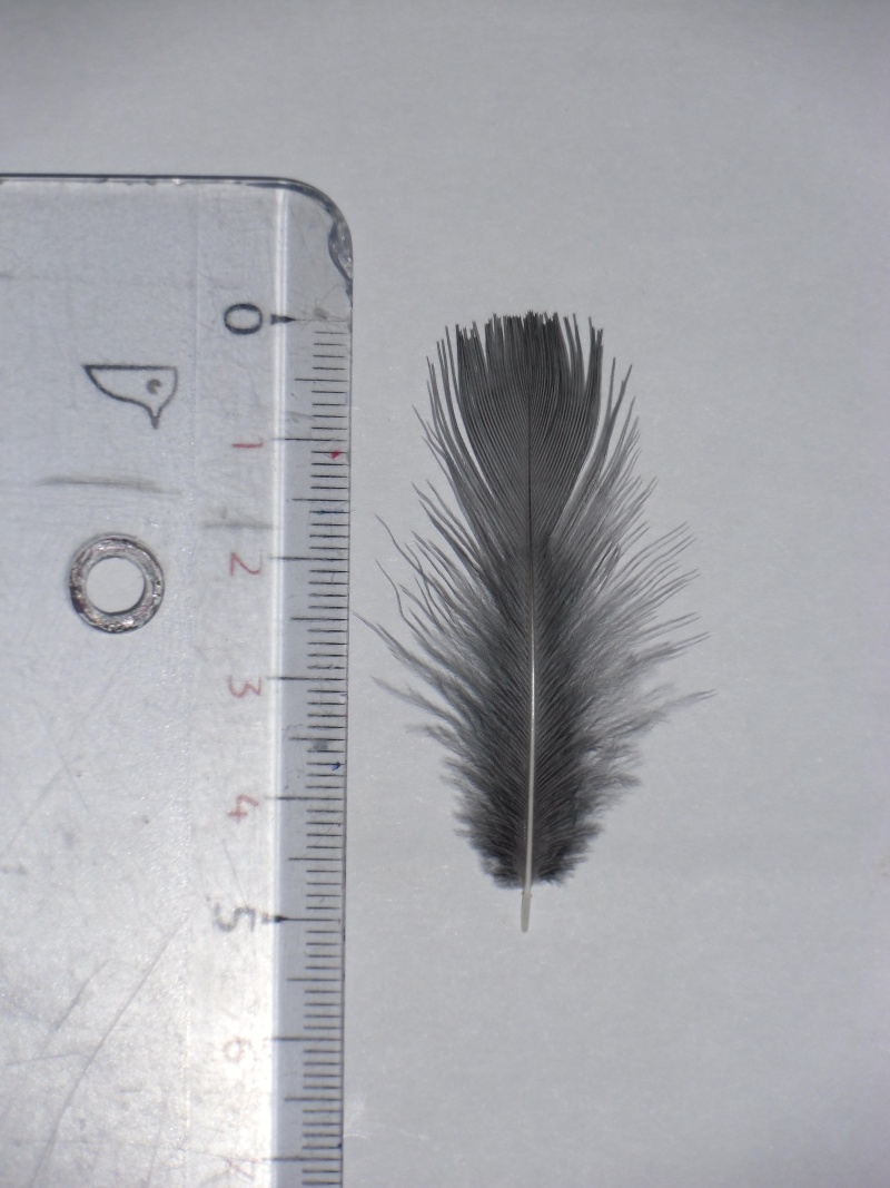 petite plume d'un parc Cimg1322