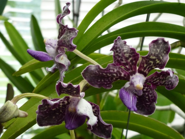 Vanda Mimi Palmer x Vanda Kultana Fragrance Vanda_14