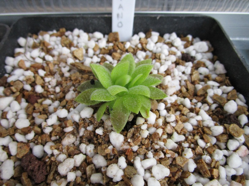 Pinguicula Marciano (Medusinae x weser) Img_0414