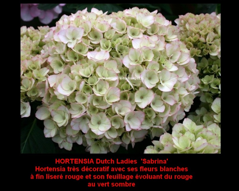 Hortensia. La fleur de l'été breton 913