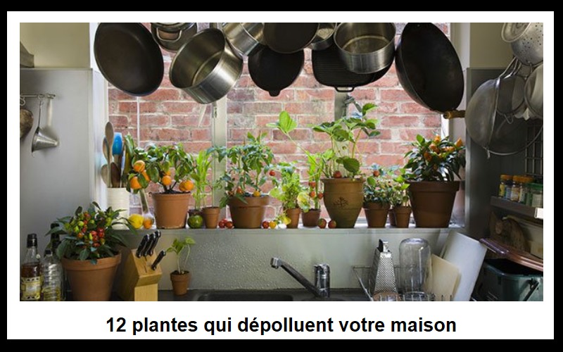 12 plantes qui dépolluent votre maison A11