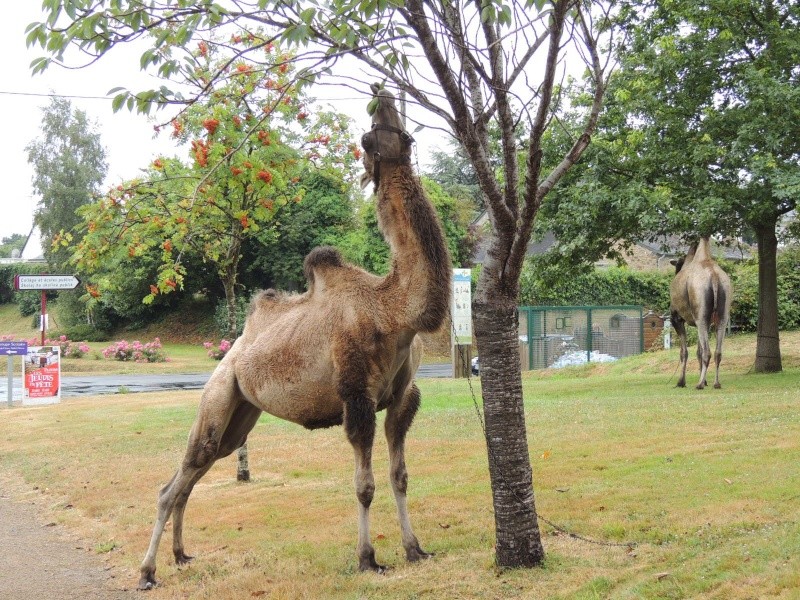 cirque FRATELLINI  20.07.2015 Dscn4917