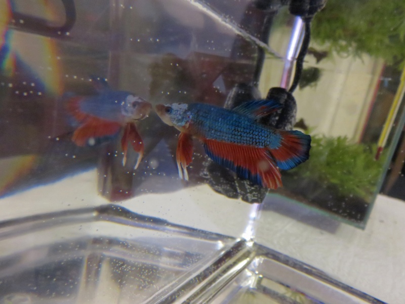 Mon nouveau betta : RIO 22_jui10