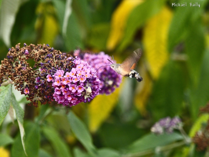 Photos  Lumix du 4/8/2015 P1070310