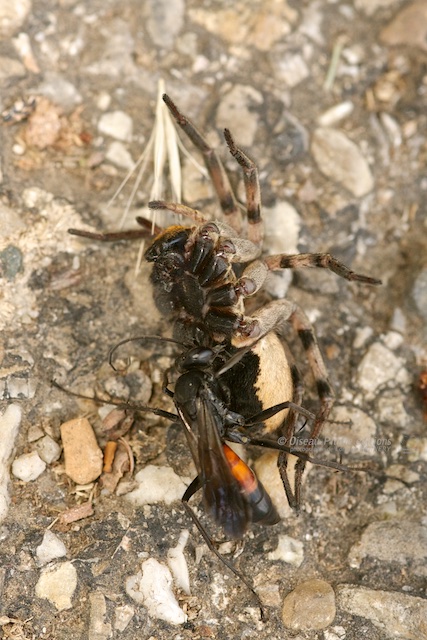 Pompile sur araignée Img_0312