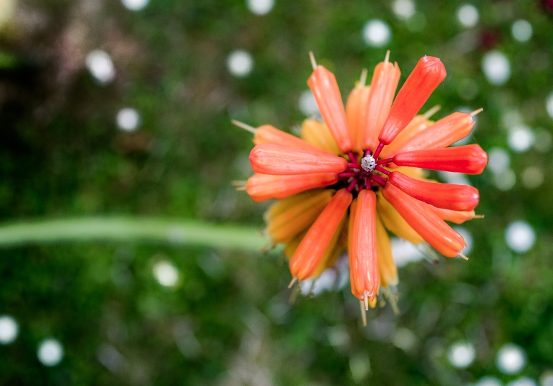 Parasol de fleurs _dsc0013