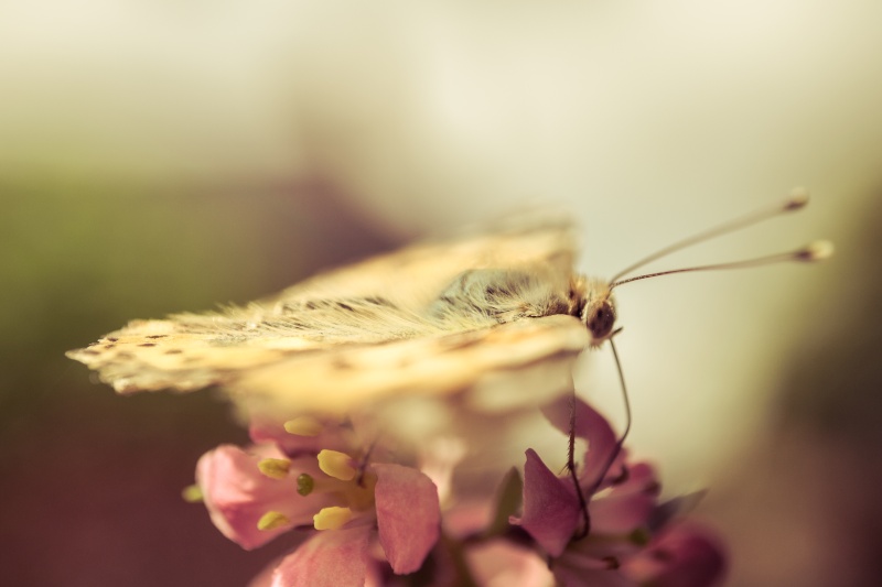 Papillon florale _dsc0015