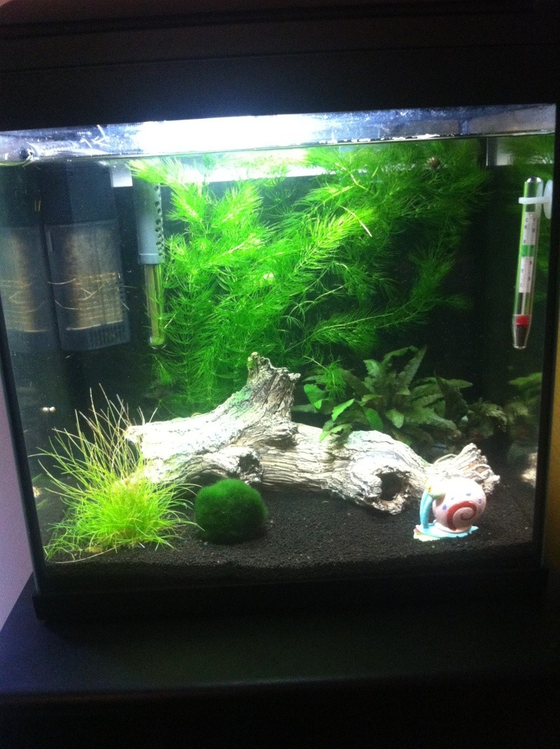 Petit aquarium 30L pour novice ! Photo_12