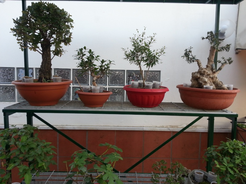 Dove coltiviamo i nostri bonsai - Pagina 23 20150624