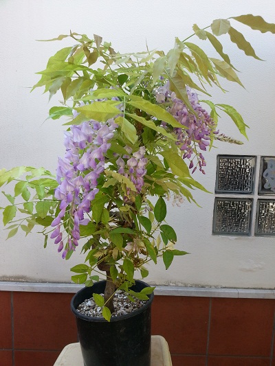 margotta glicine 20150712
