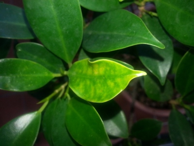 foglie gialle ficus retusa