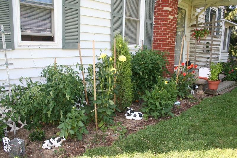 Mid-Atlantic - August 2015 - Too Hot For Tomatoes? Img_8211