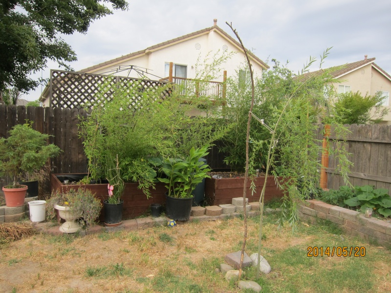 Leo's first garden Img_2710