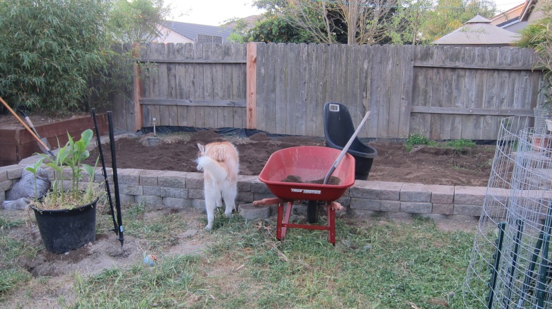 Leo's first garden Img_3611